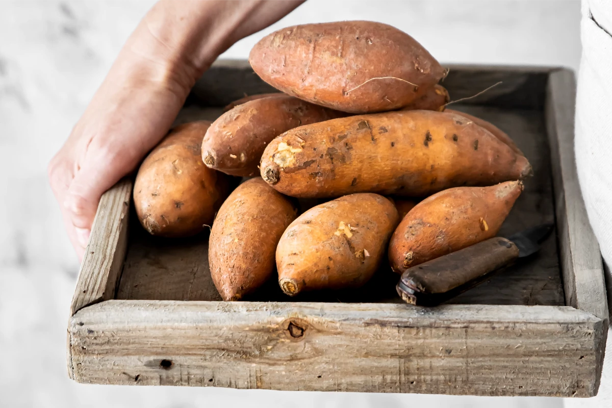 White Variety of Sweet Potato 